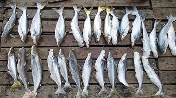 Câu cá ổ | Phần 2, trúng đàn cá Bông Lau ngày nước rong | Sông Nước Cần Giờ - Châu Huỳnh