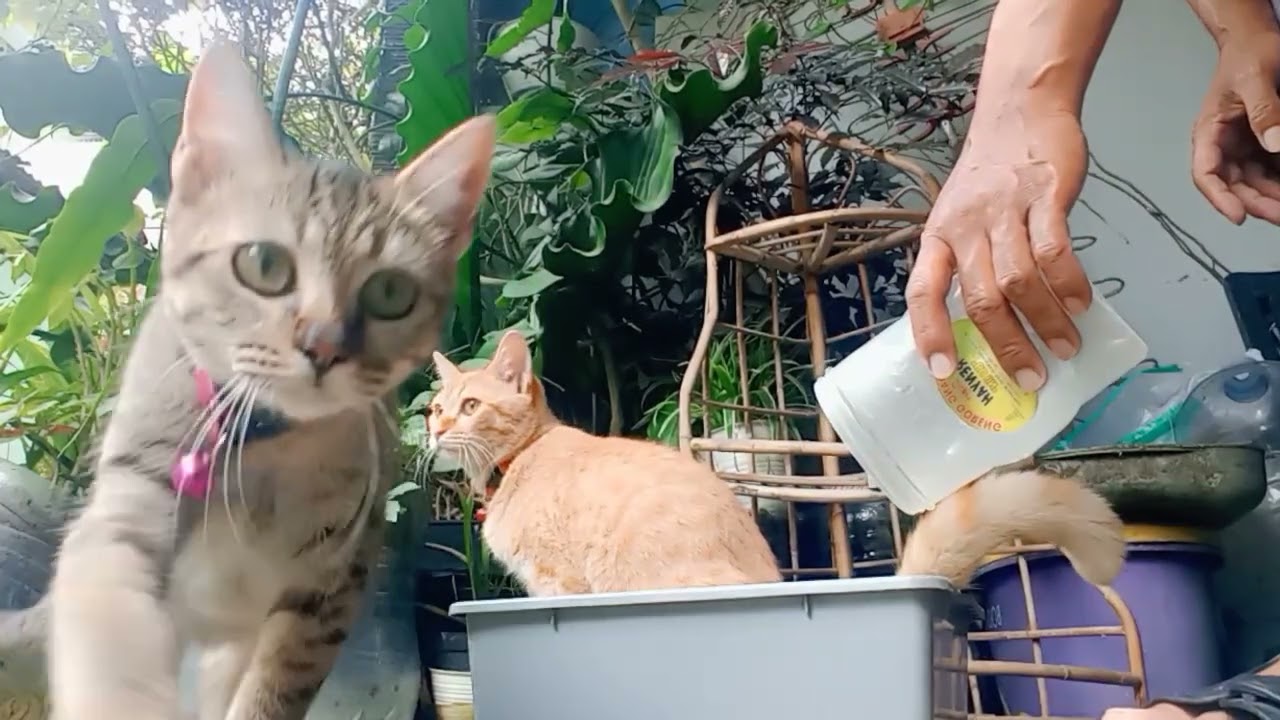 Kebelet pipis ni Oyen 🐱