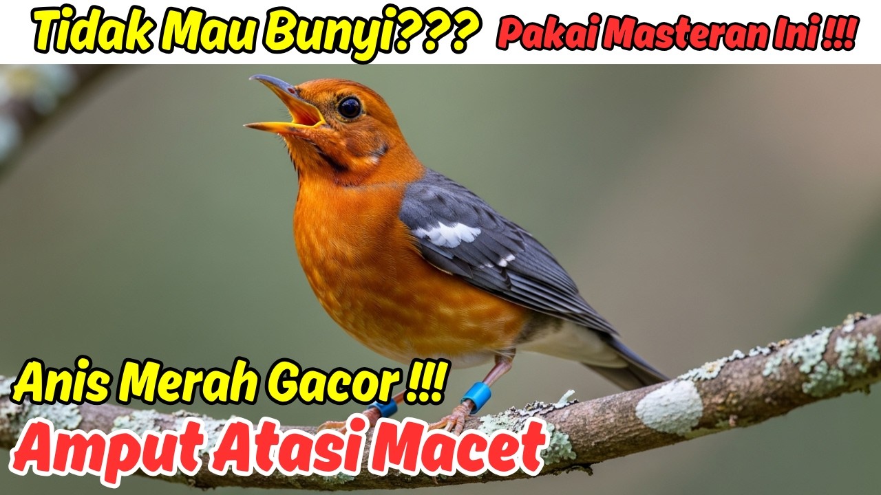 Suara Anis Merah Jantan yang Meningkatkan Kualitas Suara