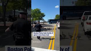Boston Police help family of geese cross busy road