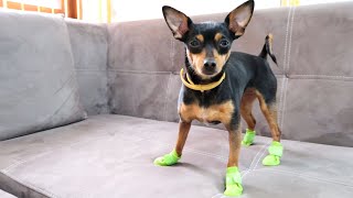 DOG vs SHOES | Miniature Pinscher TRY ON SHOES FOR THE FIRST TIME [Funny video]