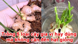 Trồng 5 loại cây gia vị hay dùng mà không cần đến hạt giống