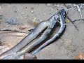 Eel spearfishing II (ungurių medžioklė II dalis)