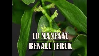 10 Manfaat Benalu Jeruk Untuk Kesehatan Dan Kecantikan, Dll