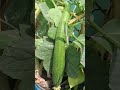 Grow your veggies organically #organicfarming #growyourownveg #veggieslover