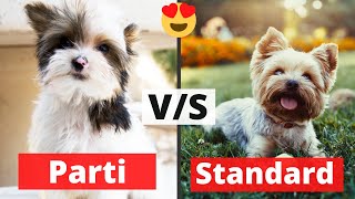 Parti Yorkie v/s Standard Yorkie – What’s the Difference?