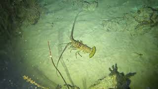 Cayman Brac Reef Divers November 2025