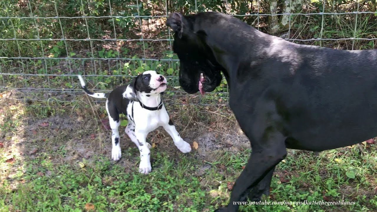 great dane with puppy