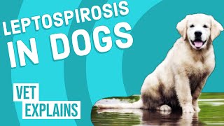 Leptospirosis in Dogs