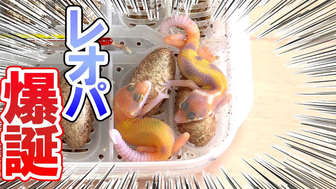 【小さすぎる！】繁殖したレオパの赤ちゃんが産まれてきました【2匹同時に生まれてきました！】