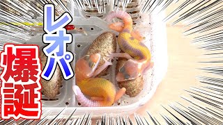 【小さすぎる！】繁殖したレオパの赤ちゃんが産まれてきました【2匹同時に生まれてきました！】