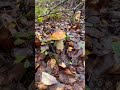 Смотри какая красота😍😍😍