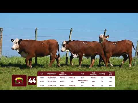 LOTE 44   CERRO VERDE