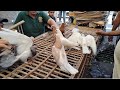 اسعار الحمام في سوق الجمعه السيدة عائشة يوم 2026 5 1 حمام غزار وزينه ابو مجدي