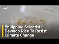 Philippine Scientists Develop Rice To Resist Climate Change TaiwanPlus News 