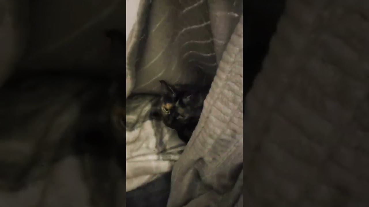 Whoa There Kitty