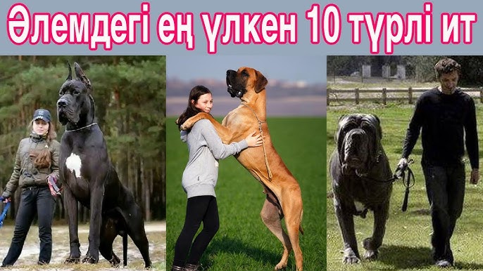 Таз қызбен анальный секс Соратын спермы