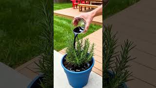 Hard soil turns soft, ROOTS EXPLODE. Trace elements activate the soil for a #roothealth