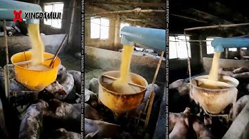 Pig farm automatic feeding system working principle，Automatic Pig Feeder