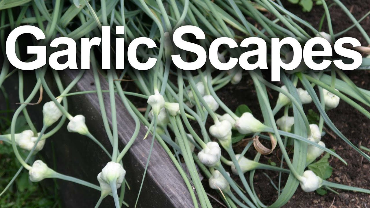 Garlic Scape Recipe GardenFork 11 YouTube