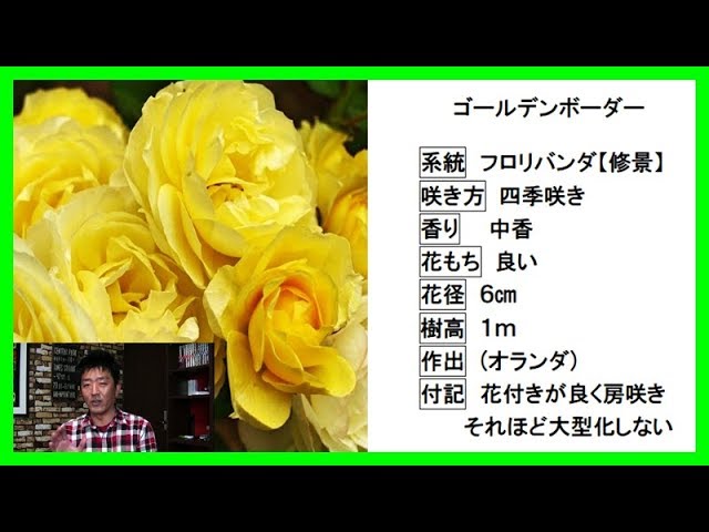 実直な品種レビュー】ゴールデンボーダー◇長所のオンパレード！ - YouTube