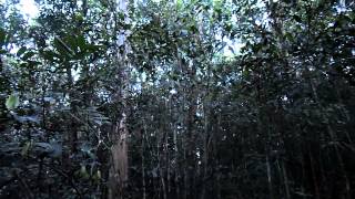 Capitão-De-Saíra Attila Rufus