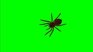 Spider Walking On Green Screen Effects Stock Video Footage HD