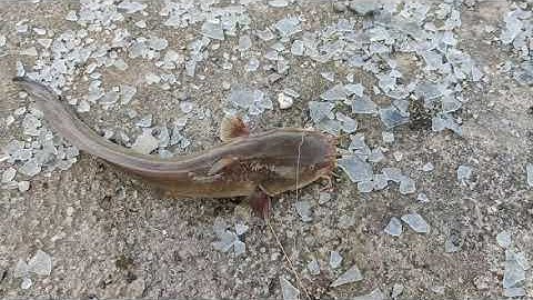 Bữa nay đi cầu Mỹ lợi câu tiếp.Cá sủ cá ngát lên đều đều nha ae