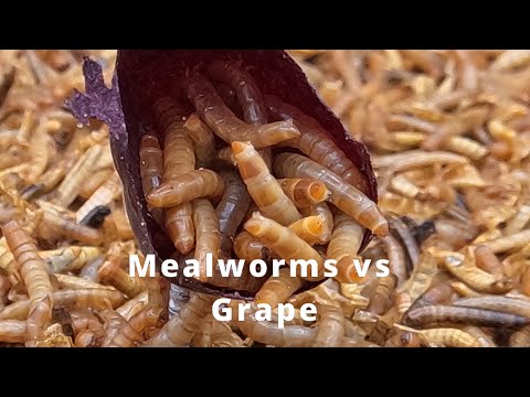 10,000 Mealworms Vs.