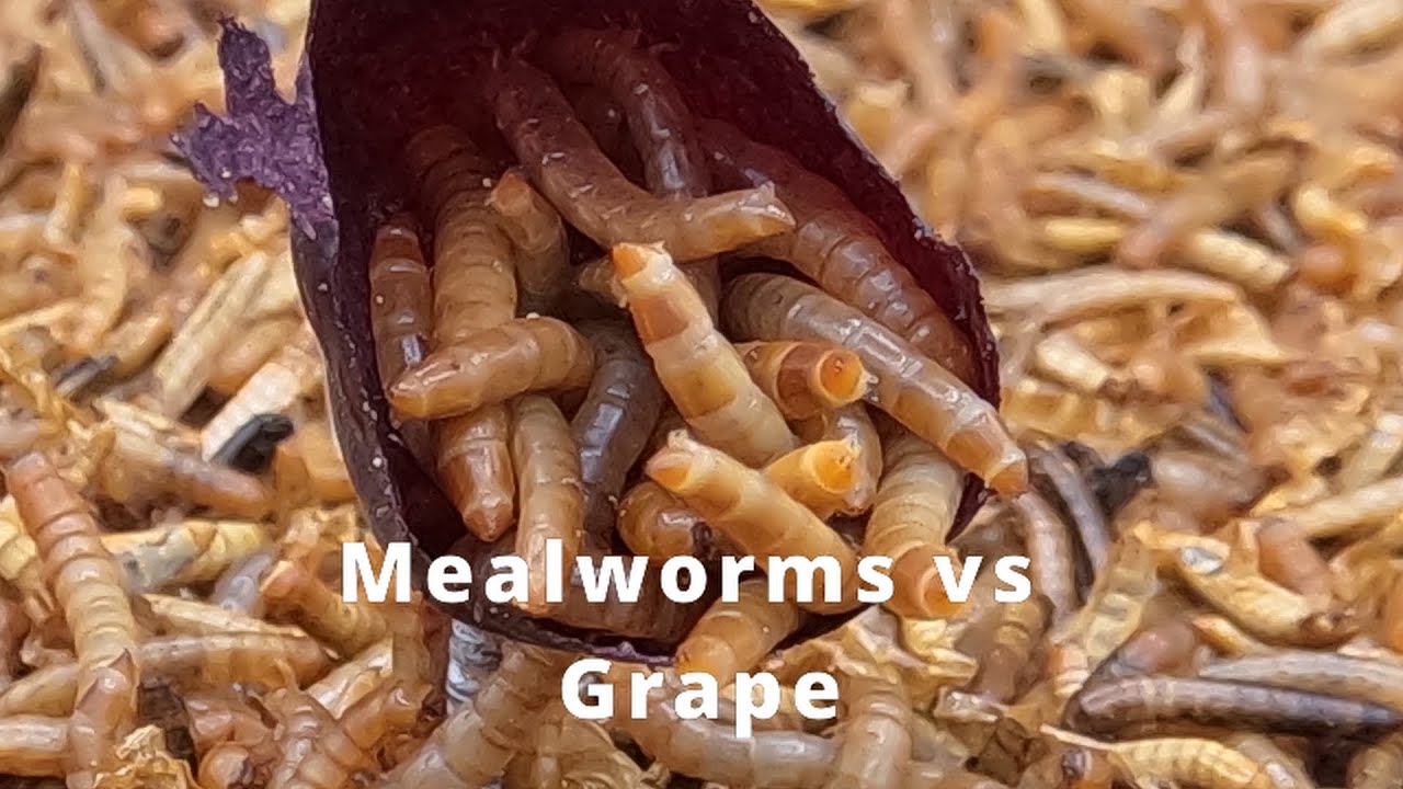 10,000 Mealworms Vs. Grape YouTube