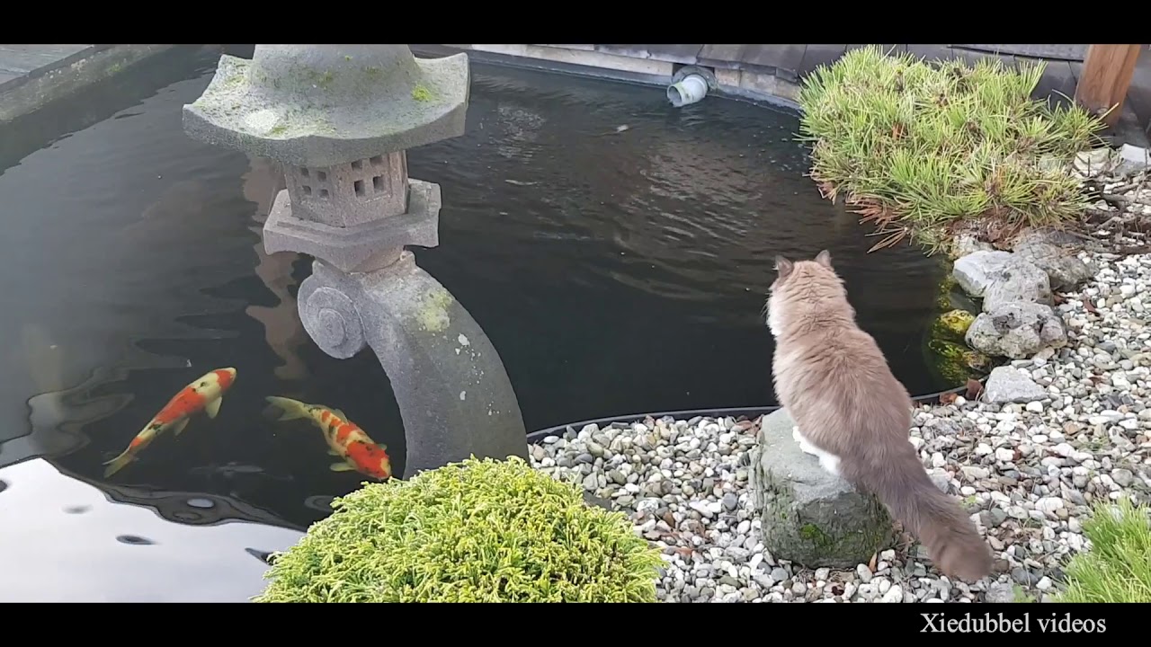 Energetic Fluffy Cats Having Fun In The Garden Zoomies YouTube