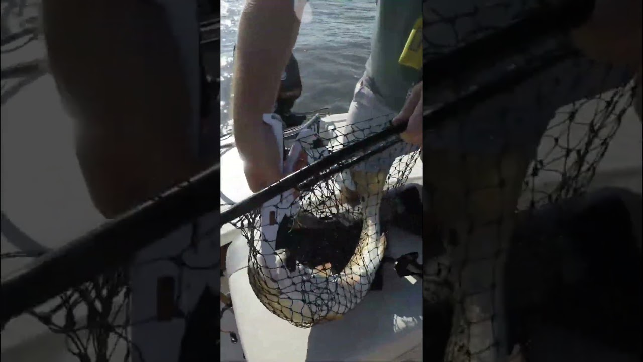 He Hooked a Giant Redfish on Artificial Shrimp!
