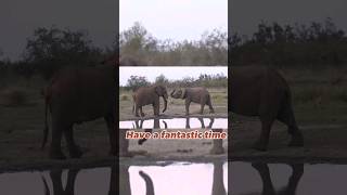 Incredible Elephants in Kruger Park #elephants #wildlife #big5 #evenetmakukule #nature #animals