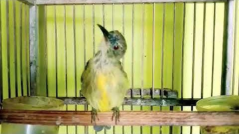 Suara tembakan tajam variasi KOLIBRI MANGGAR Trotol gacor pancingan kolibri kelapa agar bunyi