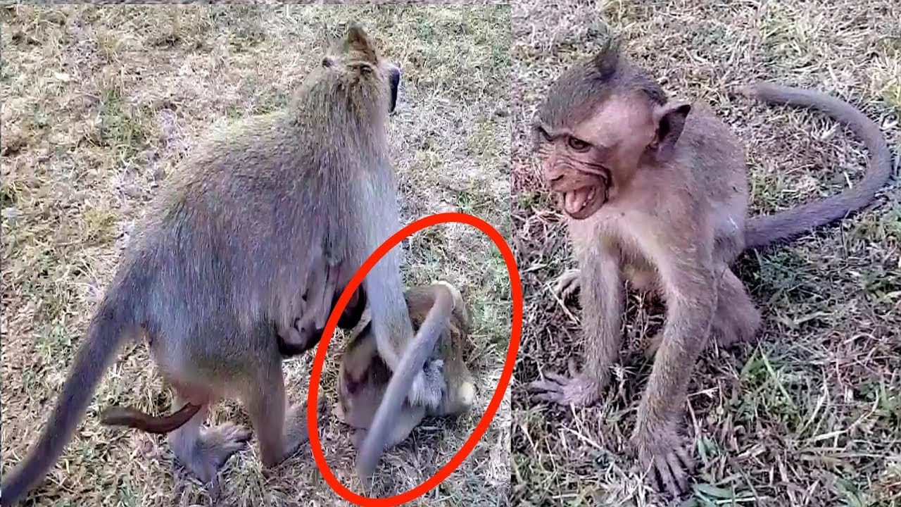 Million pity!poor baby Polino much hungry request food,DeeDee Angry Bite cry loudly.