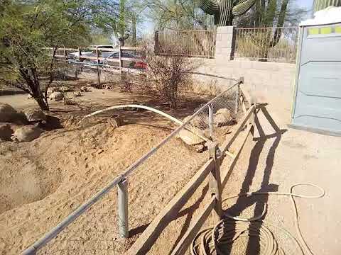 video editing software free Lizard Rescue Video 3 - Arizona Herpetological - Turtle Pen