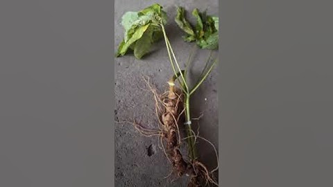 1 củ sâm rừng 85 gam hơi héo lá chất lượng không sao mời các bác siêu tầm 0377965679 e Nguyệt nhé