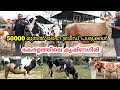 കേരളത്തിൽ ഒരിടത്തും ഇത്രയും പശുക്കളില്ല|Cow sale kerala| Krishnagiri cow|Malakka Dairy Farm