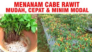CHEAP COST ❗ PLANTING CHILI ON PREVIOUS LAND PART 1