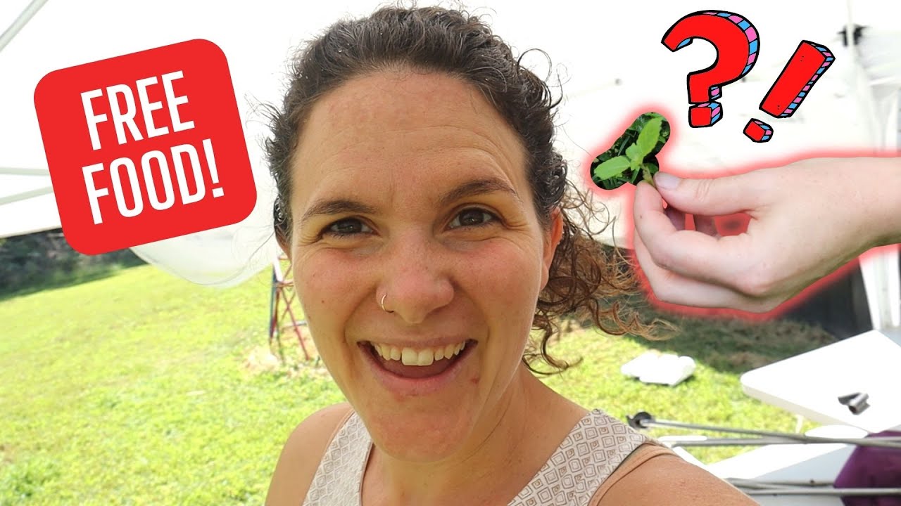 FORAGING 101  ║ 1 Walk, 22 Discoveries in the Missouri OZARKS