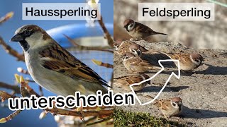 Haussperling und Feldsperling im Vergleich (Spatzen) | Aussehen, Merkmale, Gesänge, Rufe und Mehr...