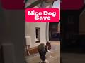 Owner’s Quick Reaction Saves Dog From Window Fall #usa