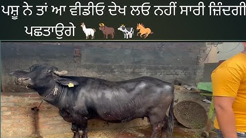 ਜੇ ਤੁਹਾਡੇ ਘਰ ਪਸ਼ੂ ਨੇ ਤਾਂ ਆ ਵੀਡੀਓ ਦੇਖ ਲਓ ਨਹੀਂ ਸਾਰੀ ਜ਼ਿੰਦਗੀ ਪਛਤਾਉਗੇ 🦙🐂🐄🐎
