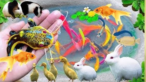 Tuyệt Vời Bắt Cá Cảnh Nhỏ, Cá Vàng Đầu Sư Tử, Cá Koi, Cá Thần Tiên, Cá Molly | Video câu cá hay nhất