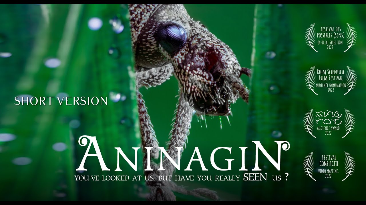 Aniniit Insect AninagiN 🪲 The insects movie with only sounds | Short version (29mn) l ...