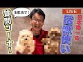 熊のトレーナーに生配信で色々深い話を聞いちゃおうぜ！たくさん質問してね！