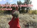 Магические свойства обычной полыни (репортаж с полей)