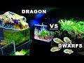 Dragon vs Dwarfs: Puffer Island Aquarium / Aquascape