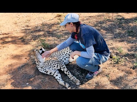 Video: Cat Infrange Il Record Mondiale Per Le Fusa Più Rumorose