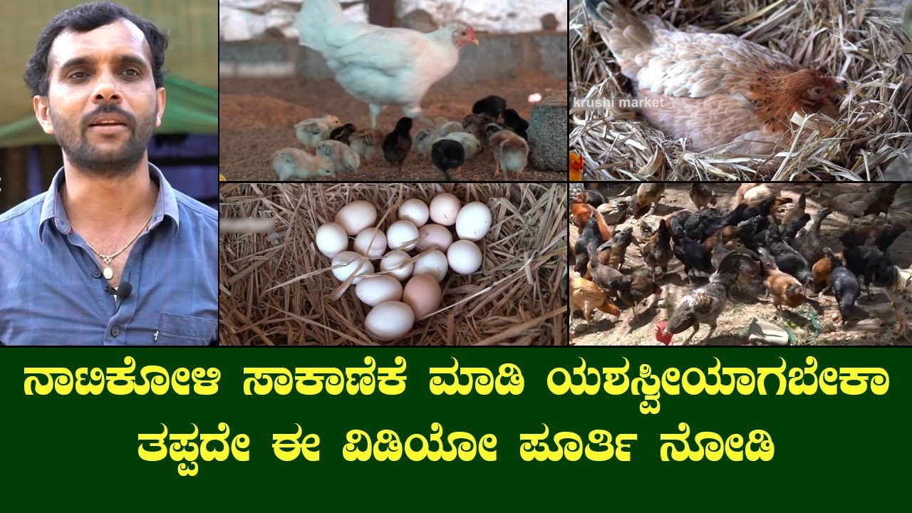 INVESTMENT ಮತ್ತು INTEREST ಇದ್ದರೆ ನಾಟಿಕೋಳಿ ಸಾಕಾಣಿಕೆಯಲ್ಲಿ ನಿಮಗೆ ಯಶಸ್ಸು ಖಂಡಿತ ಸಿಗುತ್ತದೆ...